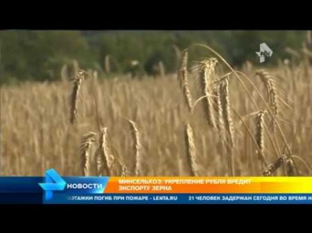 Минсельхоз Укрепление рубля вредит экспорту зерна  - (видео)