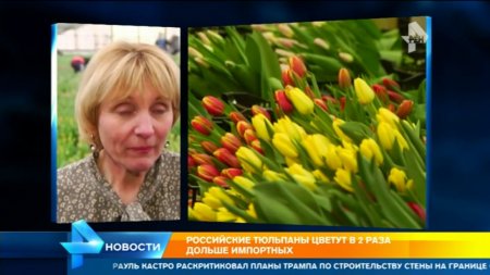 #ВамЛюбимые: более 200 тысяч тюльпанов вырастили в оранжереях на Сахалине к 8 марта  - (видео)