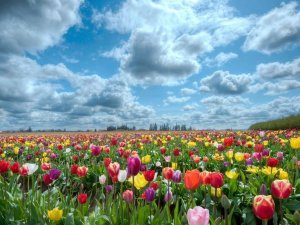 Большое тюльпановое поле зацвело вблизи Милана - (видео)