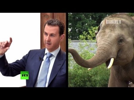Дональд Трамп назвал Башара Асада «животным»  - (видео)