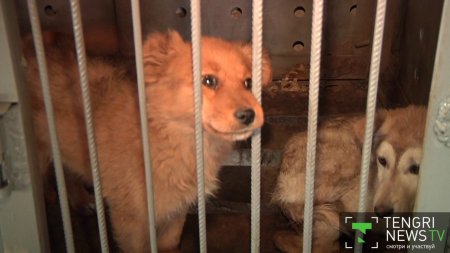 Как живут собаки в изоляторе временного содержания  - (видео)