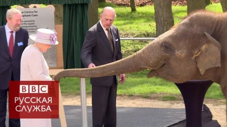 Королева Елизавета II покормила слона бананами  - (видео)