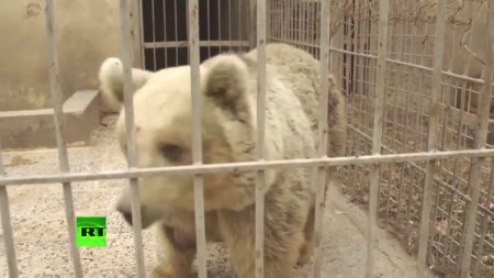 Львов и медведя спасли из разрушенного зоопарка Мосула  - (видео)