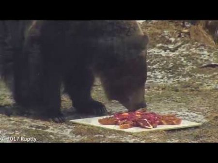 Медведи предсказали теплое лето  - (видео)