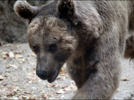 На Камчатке застрелили вышедшего к людям медведя  - (видео)