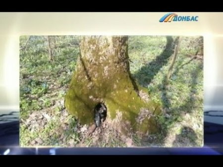 Подростки из села Лесная Поляна нашли мины в дупле дерева  - (видео)