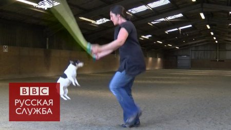 Собака установила мировой рекорд по прыжкам на скакалке  - (видео)