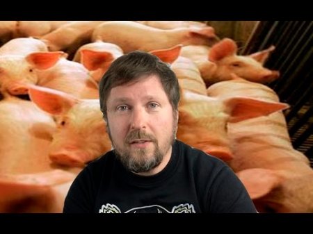Свобода слова и свиньи  - (видео)