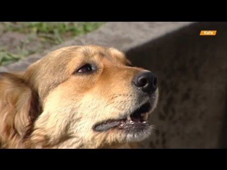 Тотальная травля собак в Киеве. Кто за этим стоит, и как это связано с Евровидением 2017  - (видео)