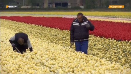 В Нидерландах зацвели 7 млн тюльпанов  - (видео)