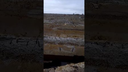 Волонтеры спасли собаку из бетонной западни в Карагандинской области  - (видео)