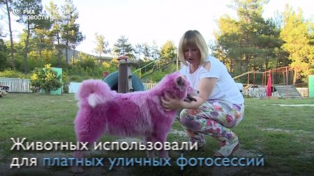 В лесу под Геленджиком волонтеры спасли розовых собак  - (видео)