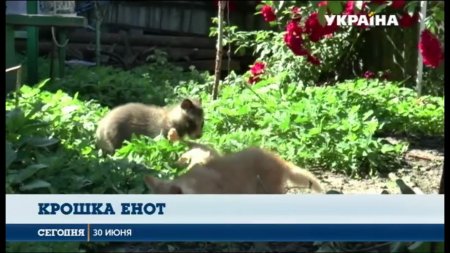 В Сумской области кошка приняла детеныша енота, как своего  - (видео)