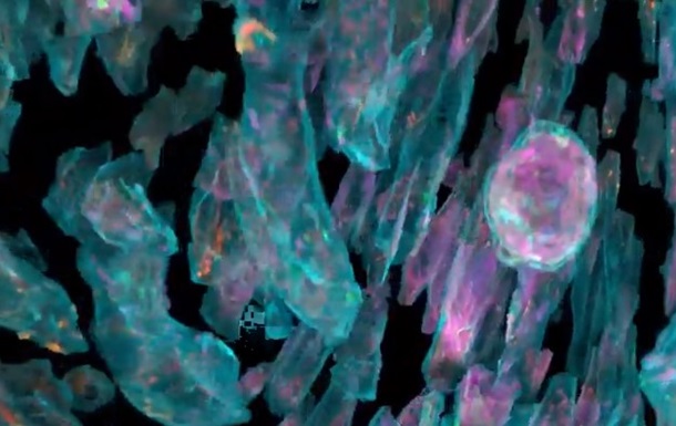Ученые показали "работу" клеток внутри организма - (видео)