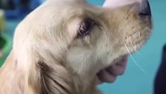На голову китаянке с неба упала собака - «Видео - Украина»