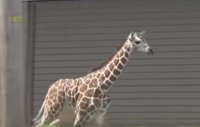 В США жираф сбежал из зоопарка - (видео)