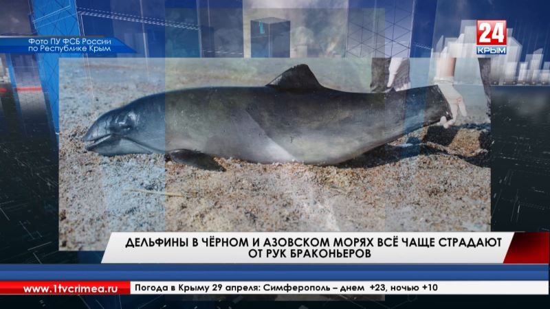 Дельфины в Чёрном и Азовском морях всё чаще страдают от рук браконьеров - Лента новостей Крыма - (видео)