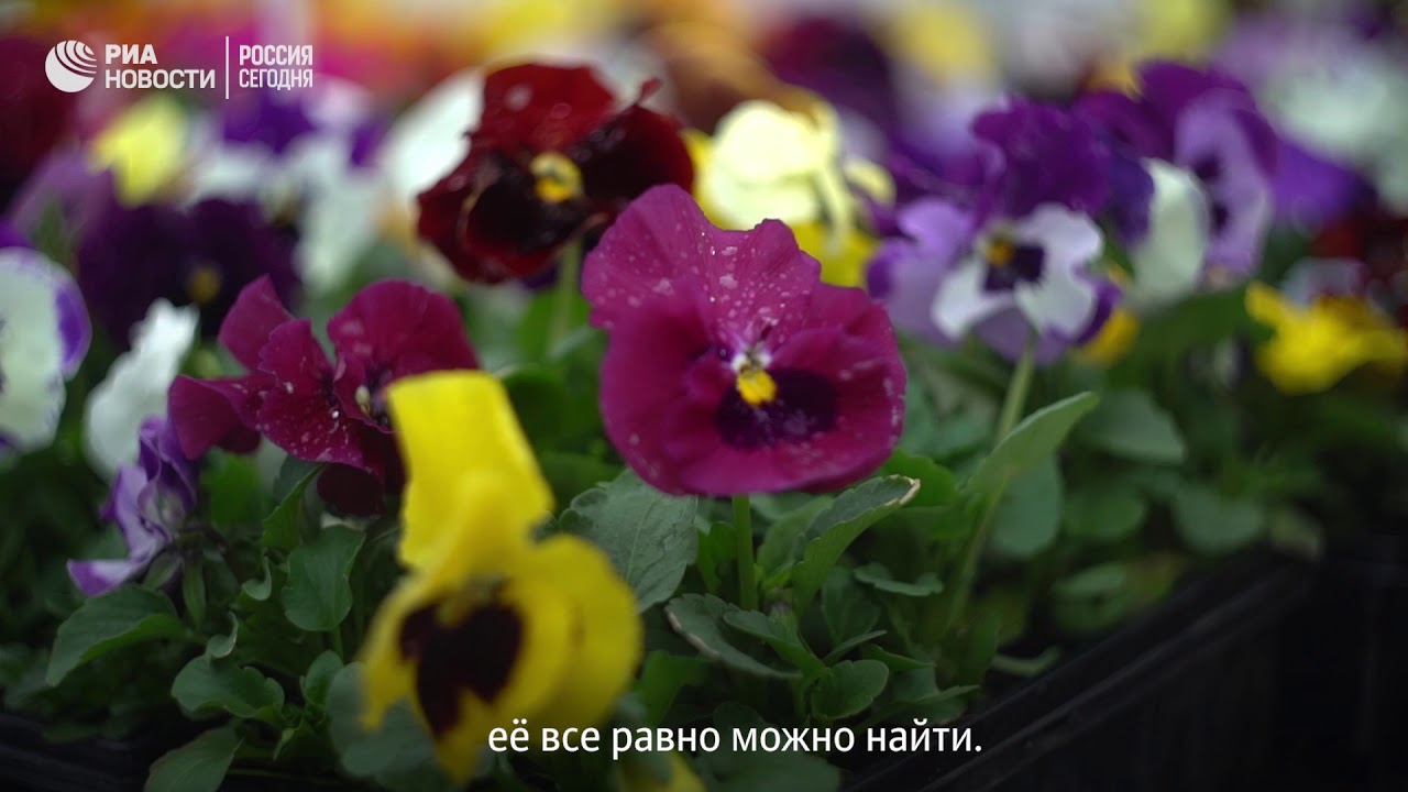 Какие цветы высадят на московские клумбы  - (видео)