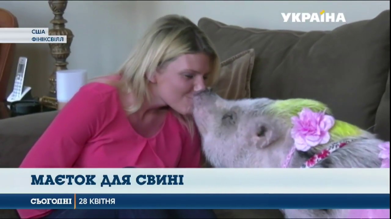 Казкові умови свині, що живе в американській родині  - (видео)