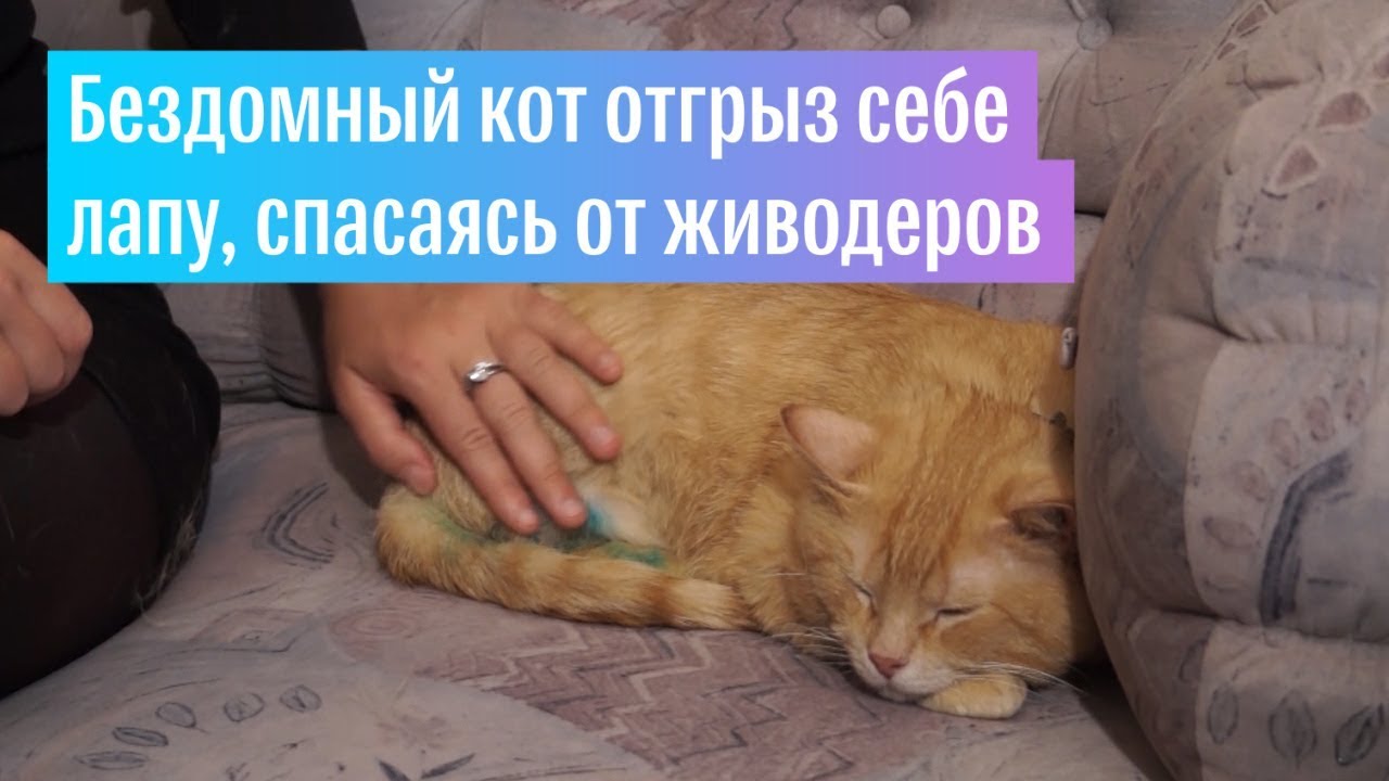Кот из-под Смоленска отгрыз себе лапу, спасаясь от живодеров  - (видео)