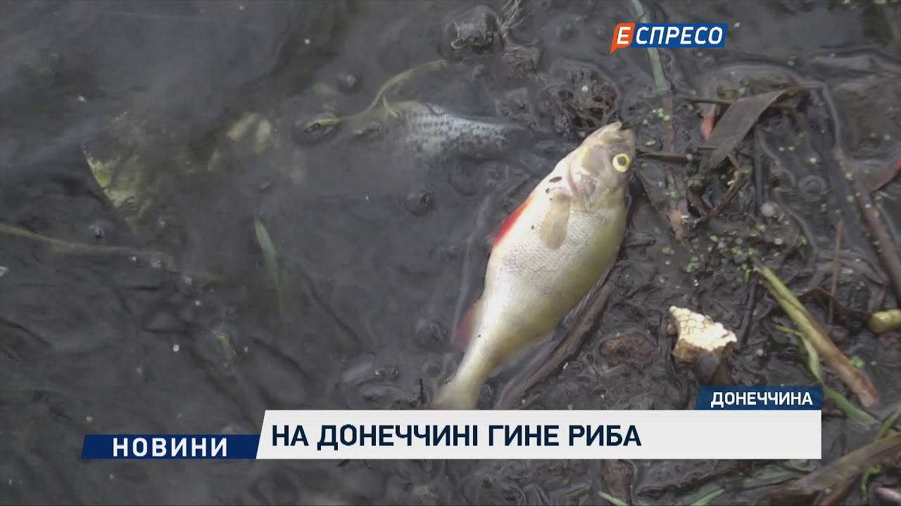 На Донеччині гине риба  - (видео)