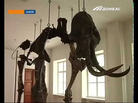 Отреставрировать исторические экспонаты во львовском музее помог Фонд Рината Ахметова  - (видео)
