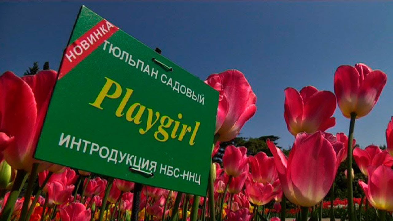 Парад цветов на центральной площади Ялты высадили 80 000 тюльпанов  - (видео)