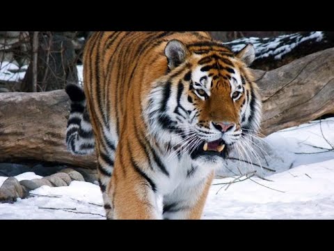 Прогулка амурских тигров в Приморье  - (видео)