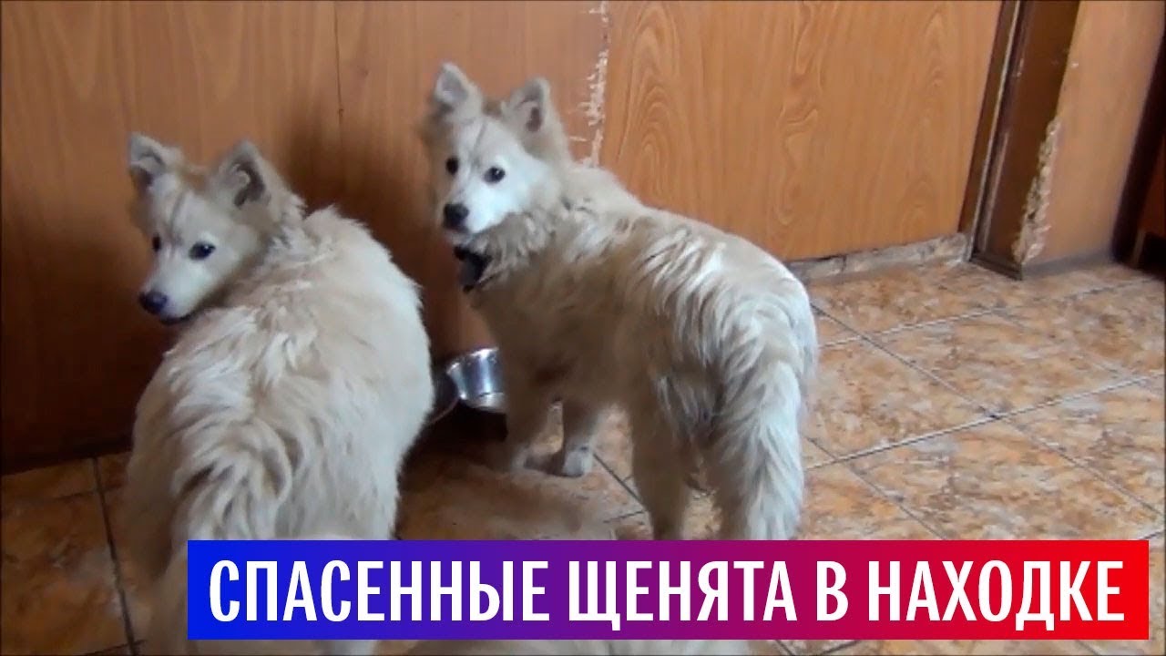 Российские моряки спасли щенков  - (видео)