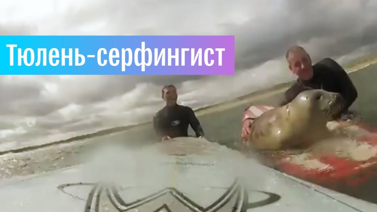 Тюлененок осваивает серфинг  - (видео)