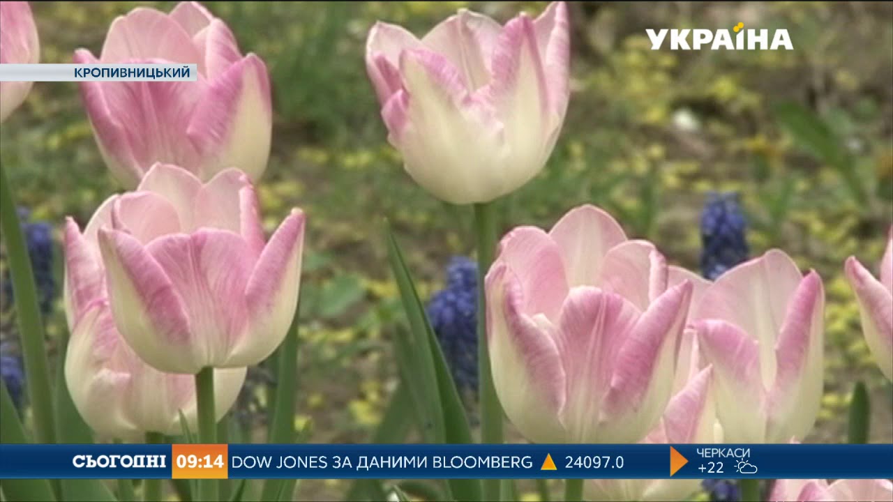 У дендропарку Кропивницька розквітли три мільйони тюльпанів  - (видео)