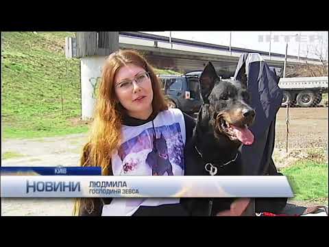 У Києві пройшов чемпіонат з трюкового дресирування собак  - (видео)