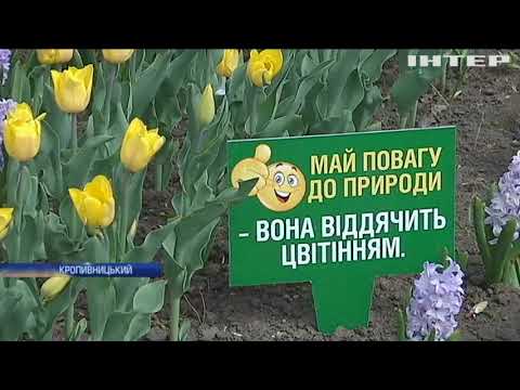У Кропивницькому дендропарку розквітли мільйони тюльпанів (відео)  - (видео)