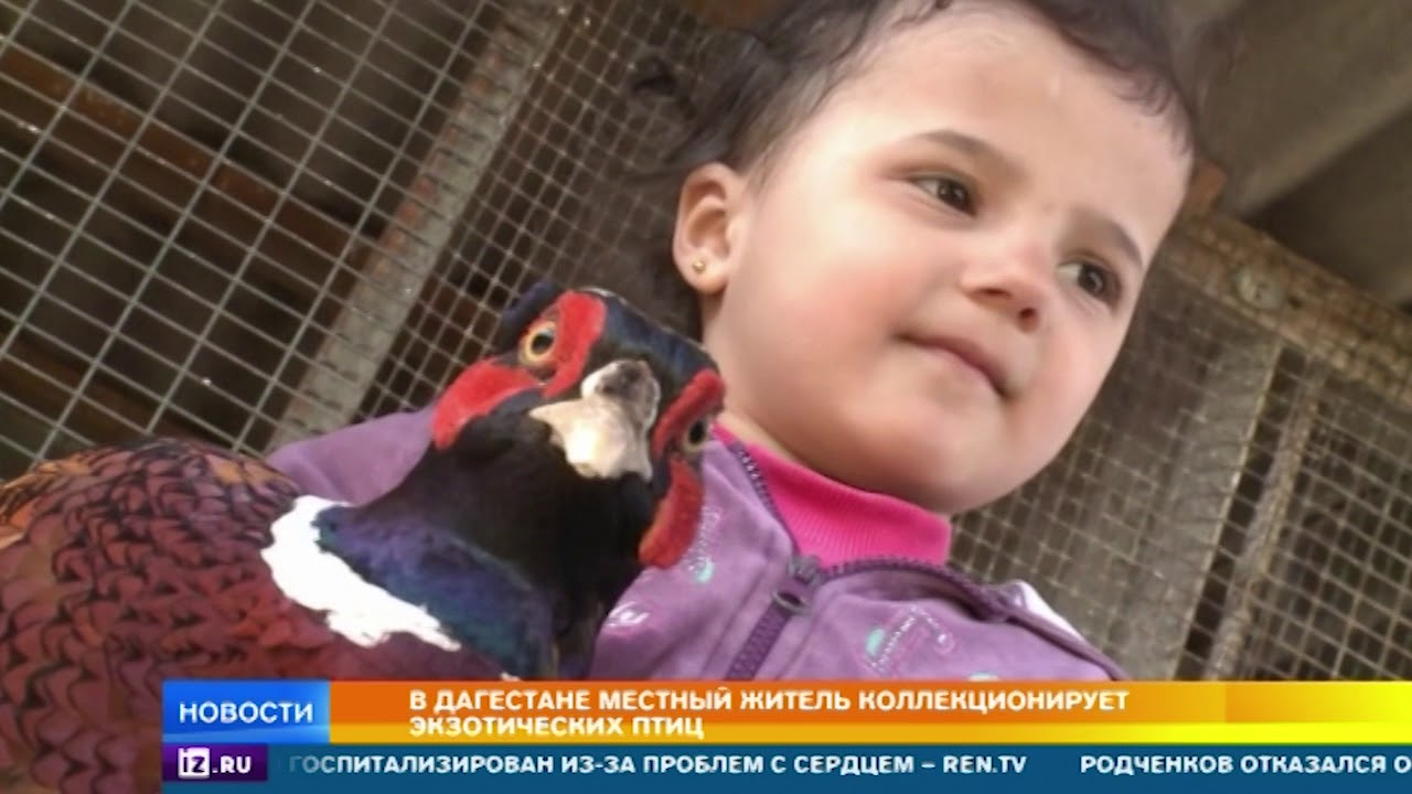 В Дагестане нашли, чем растопить сердце настоящего горца  - (видео)