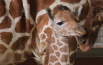 В зоопарке США показали новорожденного жирафа - (видео)