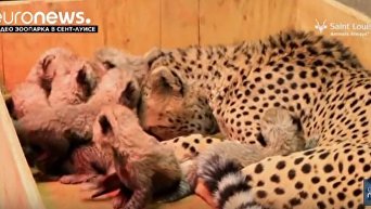 Спаслись чудом. Гепарды в сафари набросились на семью туристов - «Видео - Украина»