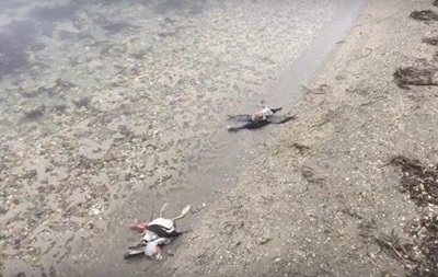 Массовую гибель птиц выявили в Крыму - (видео)