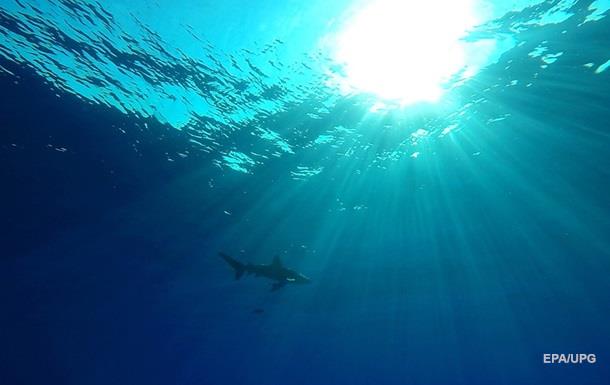 На Гавайях акула убила отдыхающего - (видео)