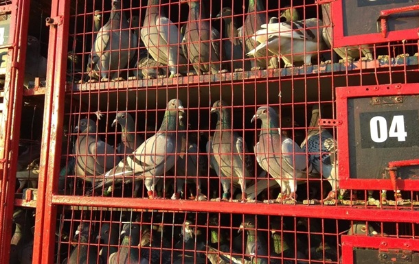 Голубиный спорт: В Украине выпустили 80 тысяч голубей из Румынии - (видео)
