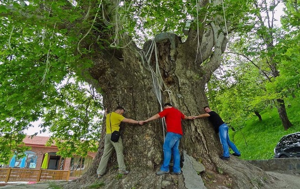 В Азербайджане древнее дерево упало на туристов - (видео)