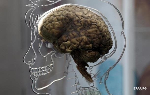 Ученые впервые детально сняли работу мозга - (видео)