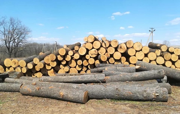 На Закарпатье сотрудники заповедника рубили деревья на продажу - (видео)