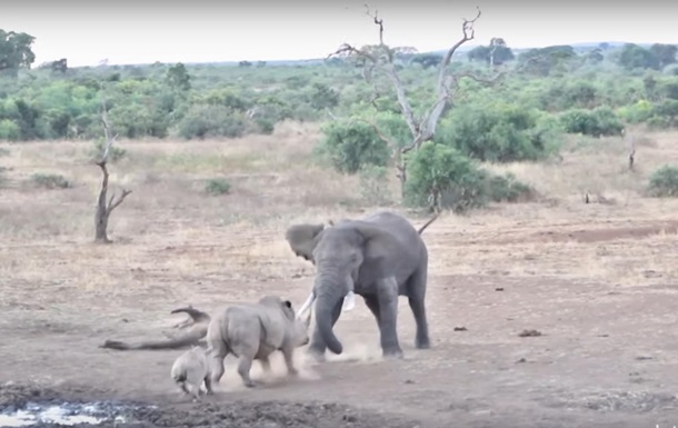 Драка слона и носорога в ЮАР попала на видео - (видео)