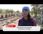 Северодонецк превращают в цветущий город - «Видео - Украина»