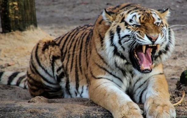 Нападение тигра на людей в Индии попало на видео - (видео)