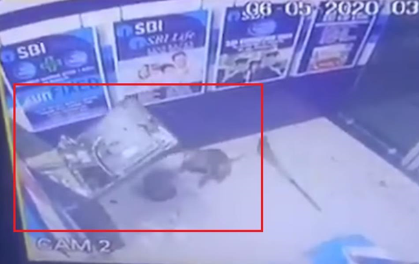 На видео попал взлом банкомата обезьяной - (видео)