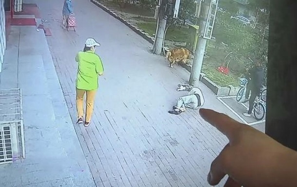 В Китае упавший с высоты кот покалечил пенсионера - (видео)