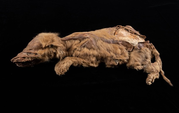На руднике в Канаде нашли мумию древнего волка - (видео)